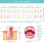 Illustration of human teeth anatomy showing the structure of teeth, enamel, dentin, pulp, cementum, root, crown, and layers of a tooth.