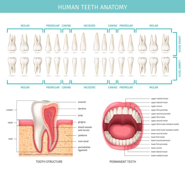 Illustration of human teeth anatomy showing the structure of teeth, enamel, dentin, pulp, cementum, root, crown, and layers of a tooth.