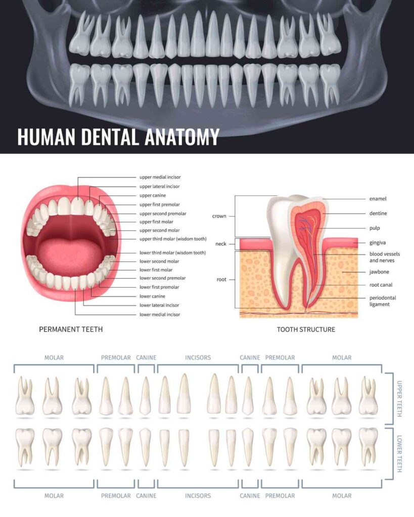 Cross-sectional diagram of a human tooth showing enamel, dentin, pulp, cementum, periodontal ligament, root canal, crown, neck, and root.